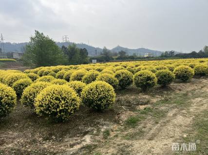 冠幅200厘米金禾女贞球