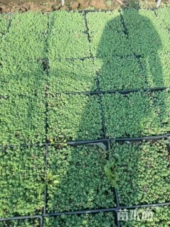 高度2厘米佛甲草