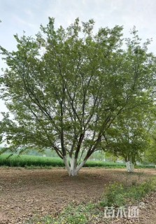 15公分(3杆)丛生朴树