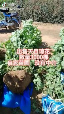 高度70厘米天目琼花