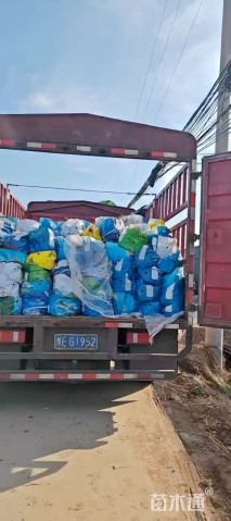 高度50厘米羽绒狼尾草