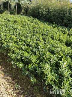 高度40厘米海桐