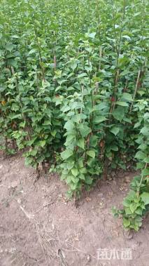 高度100厘米三角梅藤条