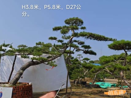 高度200厘米黑松