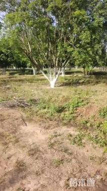 40公分元宝枫