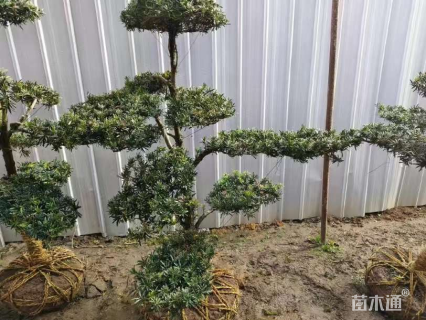 容器苗造型罗汉松