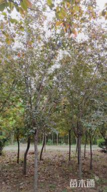 8公分红宝石海棠