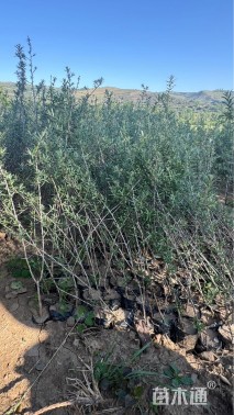 高度80厘米沙棘