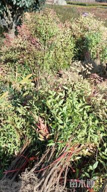 高度40厘米南天竹