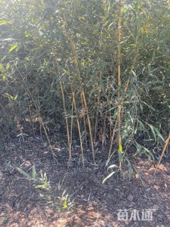 地栽苗金镶玉竹