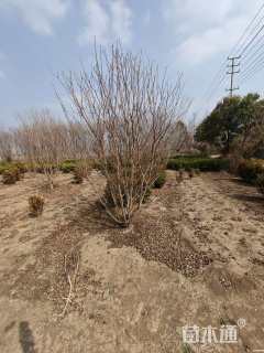 高度280厘米丛生紫薇