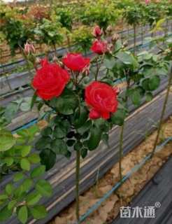 高度100厘米棒棒糖月季