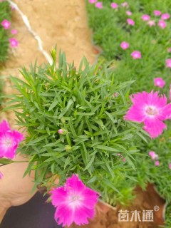 高度15厘米欧石竹