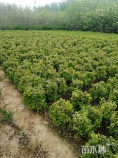 冠幅50厘米小叶黄杨球