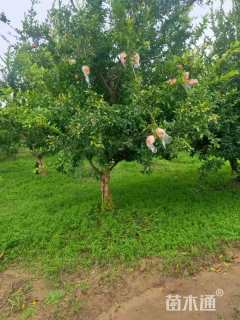 高度300厘米石榴