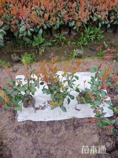 高度120厘米丛生榆叶梅