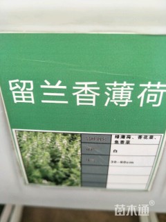留兰香薄荷