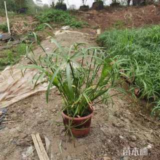 高度40厘米旱伞草
