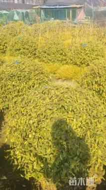 冠幅150厘米金边胡颓子球