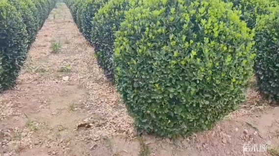 冠幅180厘米大叶黄杨球