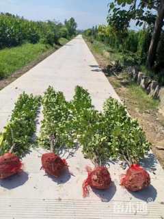 高度150厘米北海道黄杨