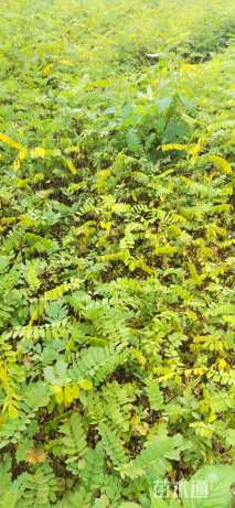 高度30厘米紫穗槐