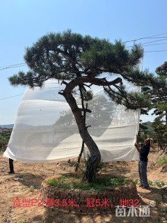 26公分造型松