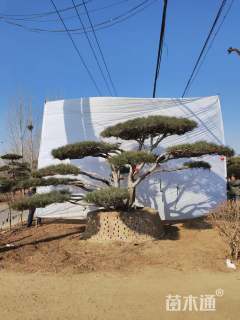 12公分造型黑松