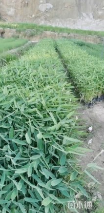 高度25厘米再力花