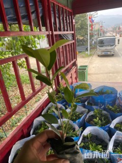 高度15厘米黄金榕