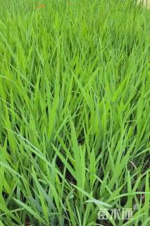 高度25厘米火星花