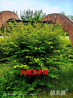 原生苗火焰卫矛球