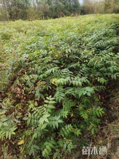 高度70厘米香椿小苗