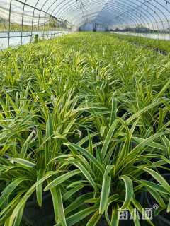 高度20厘米金边麦冬