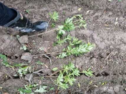 高度40厘米海桐