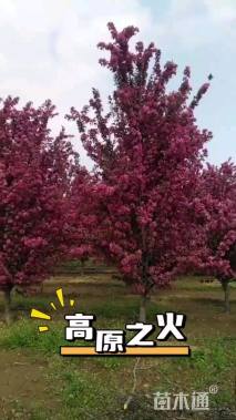 6公分高原之火海棠