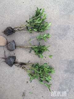 高度40厘米大叶栀子