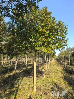 10公分红果冬青