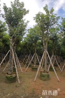 10公分黄花风铃木