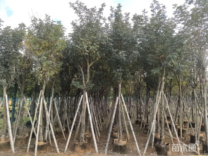 8公分黄花风铃木