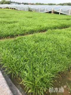 容器苗青绿苔草