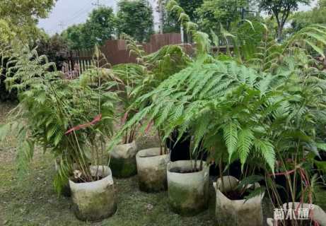 高度100厘米乌毛蕨