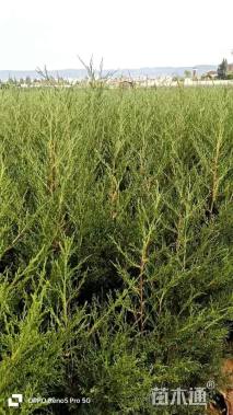 高度140厘米塔柏