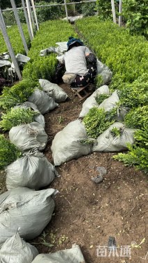 高度40厘米黄杨