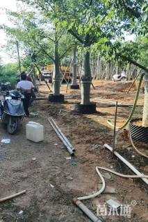 20公分大腹木棉