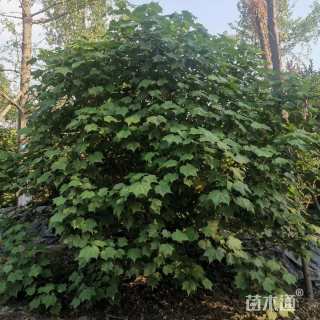 高度250厘米木芙蓉