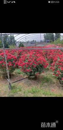 高度100厘米月季