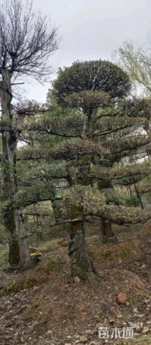 25公分造型榆树