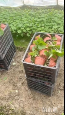 高度25厘米大吴风草