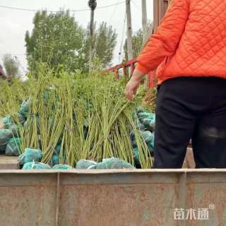 高度50厘米黄瑞木